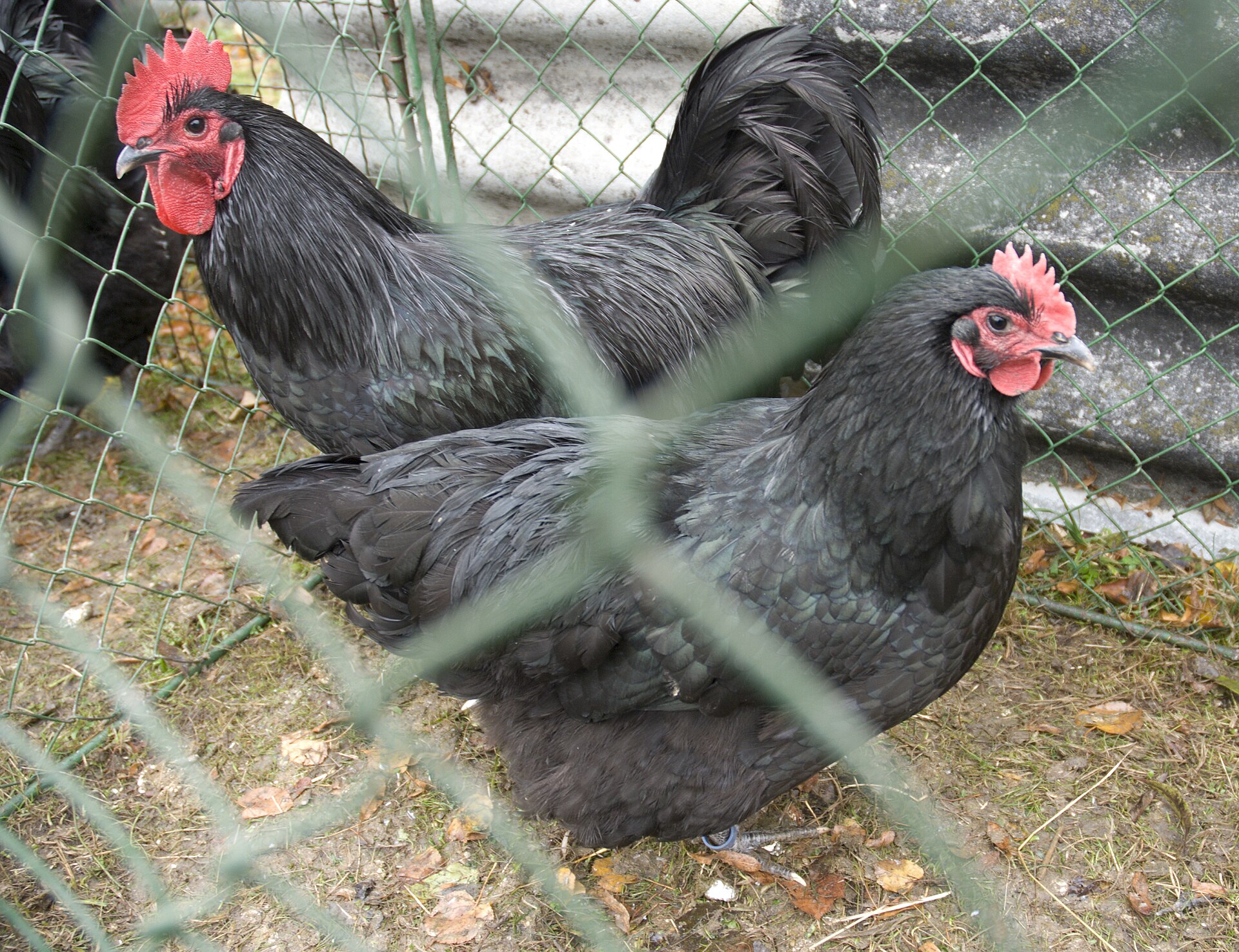 A pair of Black Australorp chickens in an outdoor run
