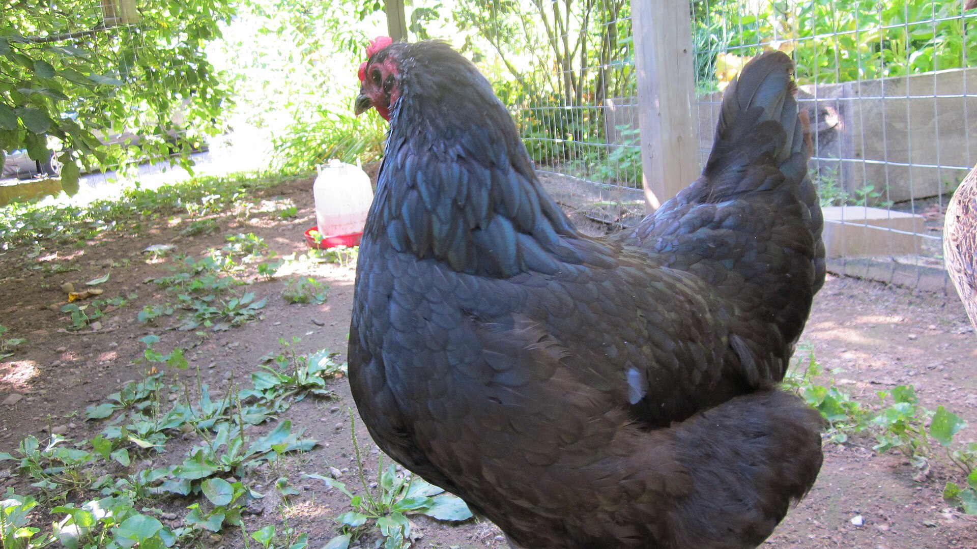 Glossy Black Australorp hen foraging in an outdoor run
