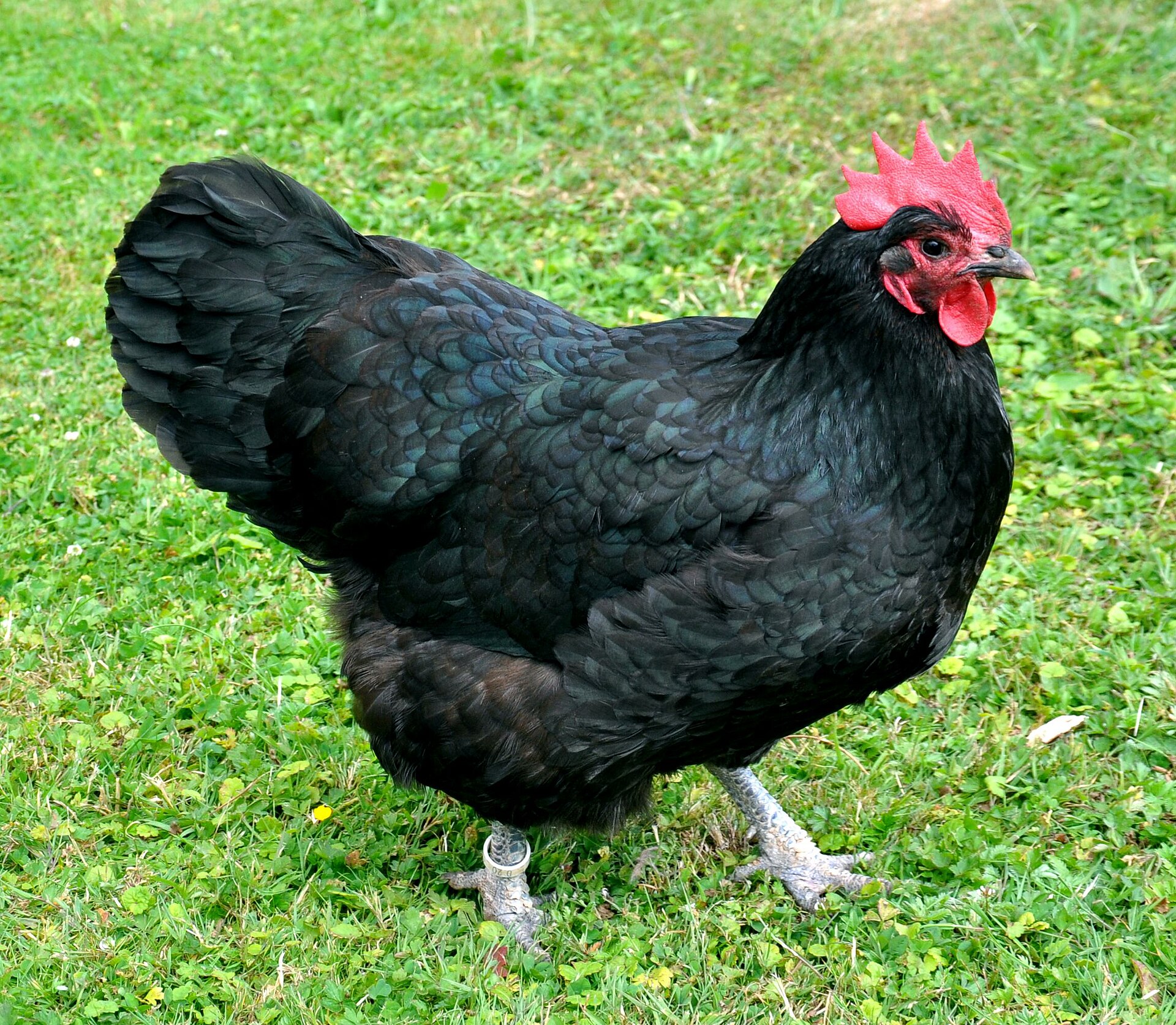 Black Australorp hen foraging on grass in a free-range camp