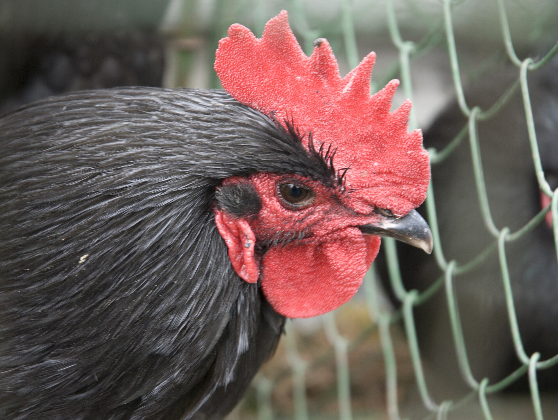 Close-up of a Black Australorp cockerel with glossy black plumage