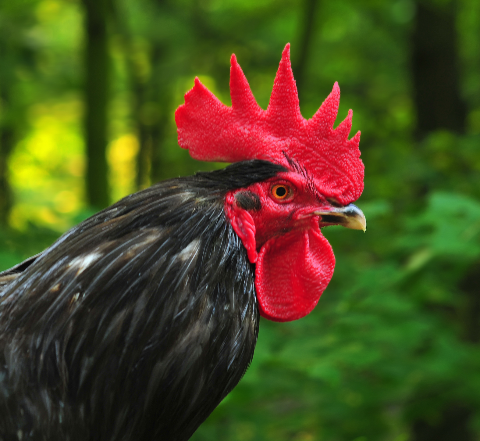 Black Australorp rooster with glossy plumage and a bright red comb